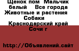 Щенок пом. Мальчик белый  - Все города Животные и растения » Собаки   . Краснодарский край,Сочи г.